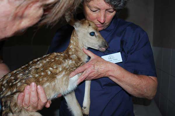 Fawn