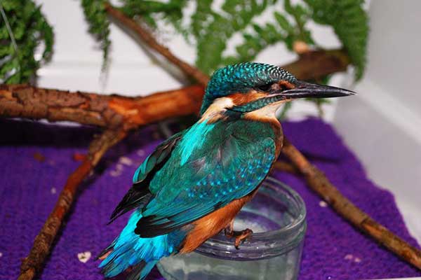 Kingfisher