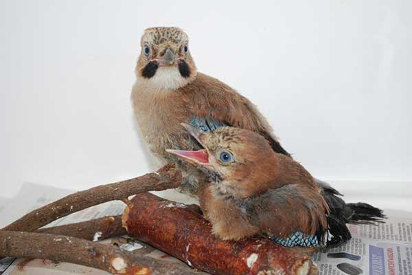Young Jays