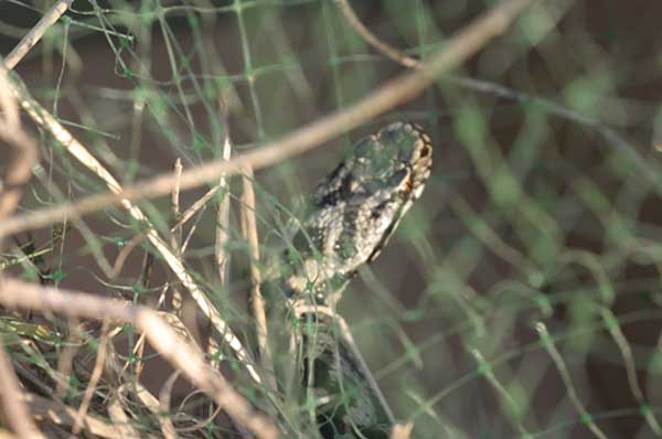 Netting