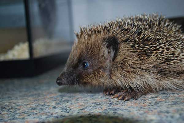 Adult Female Badger Hit By A Car