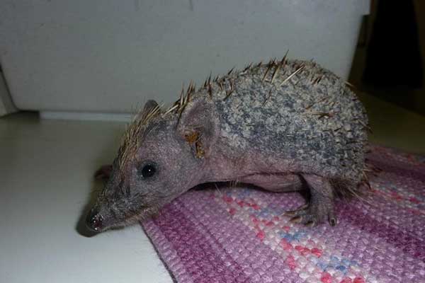Hedgehog with mange