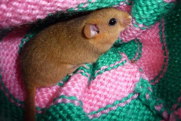 Adult Dormouse