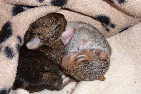 Our original 'white' badger with a normal coloured badger boy