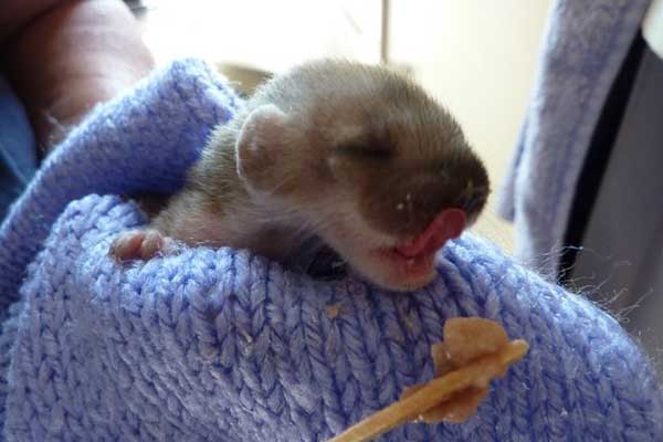 Weasel - Stoat