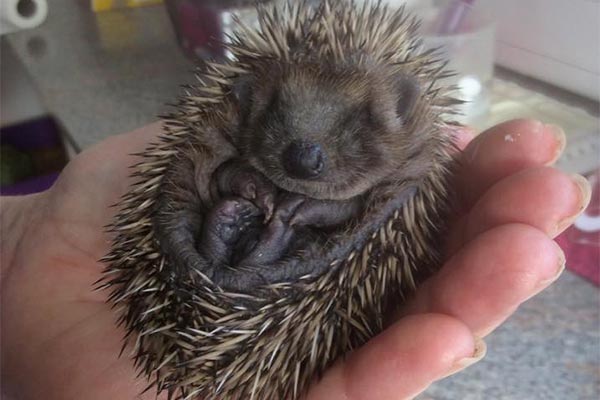 Hoglet