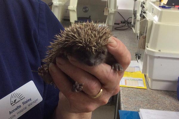 Hedgehog