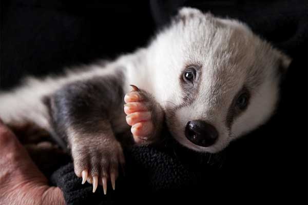 Badger